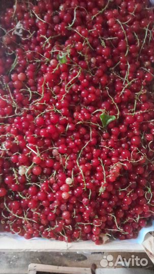 Клубника,малина ягода сКиргизии 10.07