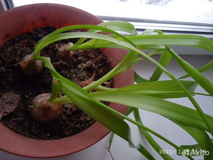 Индийский лук (птицемлечник)