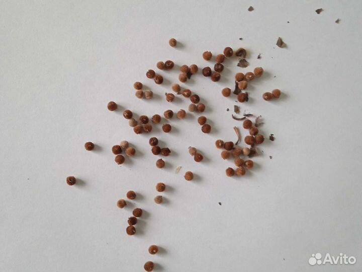 Гибискус травянистый многолетний