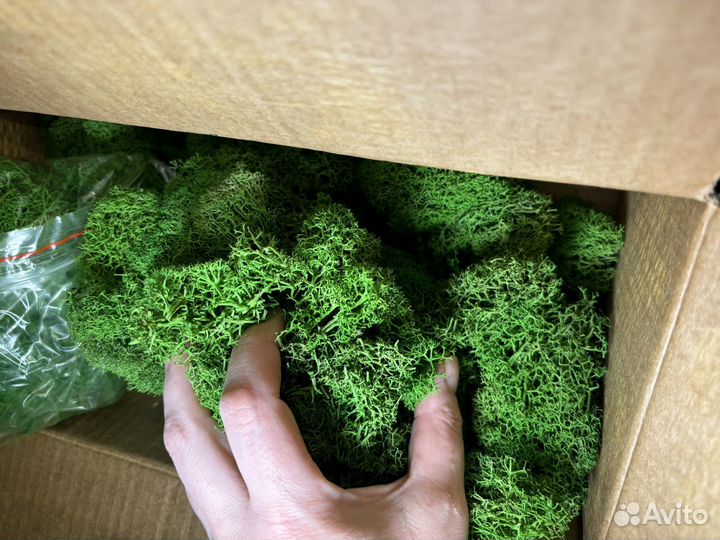 Стабилизированный мох ягель