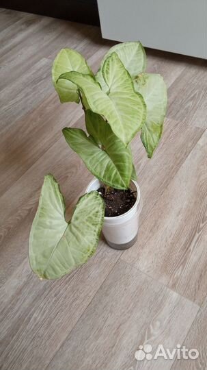 Сансевиерия, сингониум