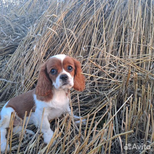 Щенки кавалер кинг чарльз спаниель