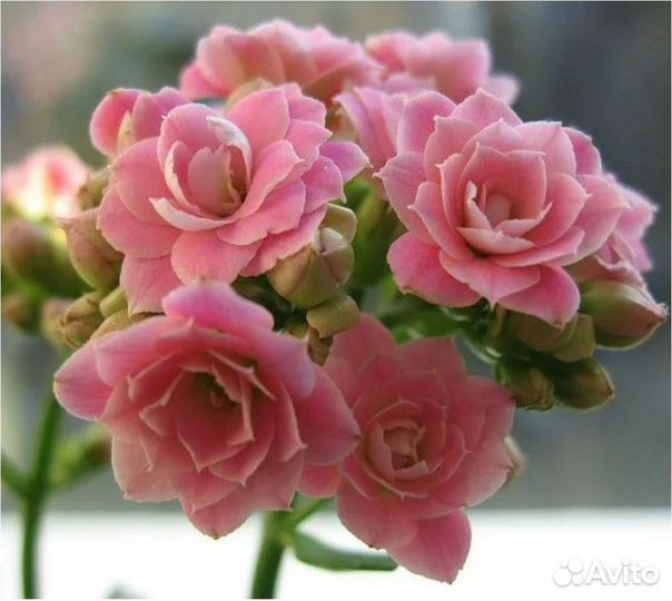 Каланхоэ Каландива 2 вида оранжевый и розовый