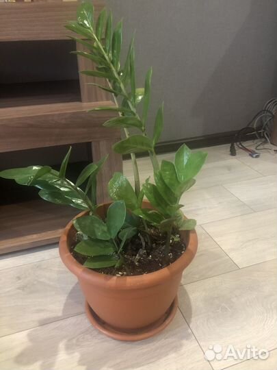 Замиокулькас