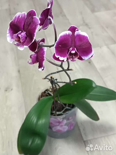 Орхидея фаленопсис