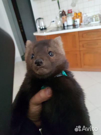 Шенки домашнего соболя и хоря