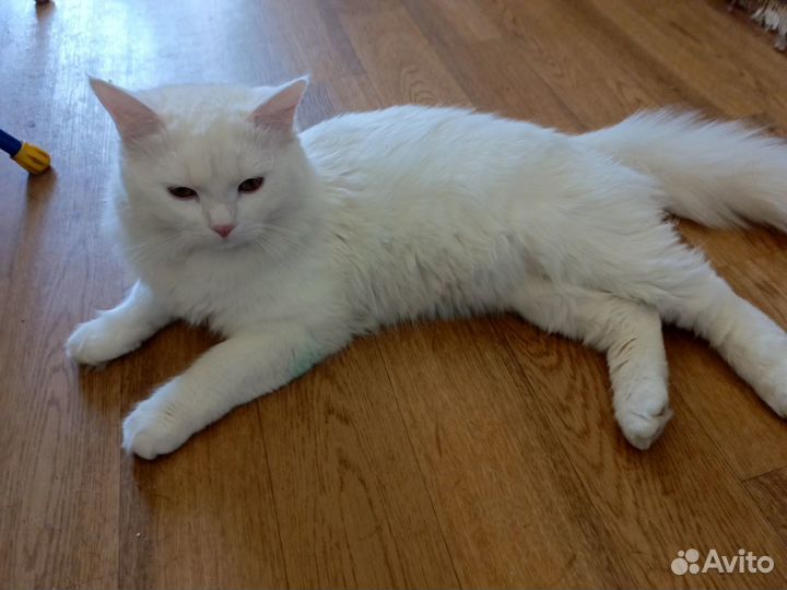 Отдам котика