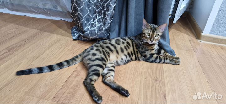 Бенгальская