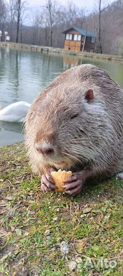 Индивидуальные экскурсии в Сочи и Абхазию