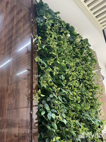 Растения дизайн