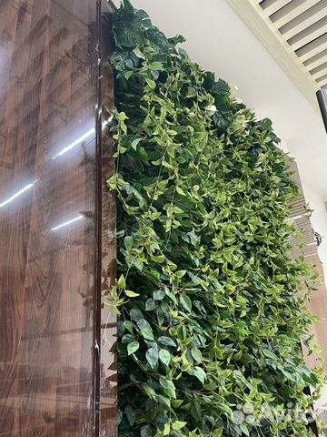 Растения дизайн