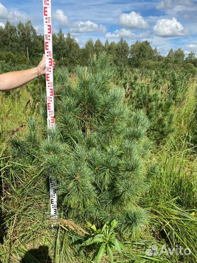 Сосна кедровая Сибирская / Кедр 200 см
