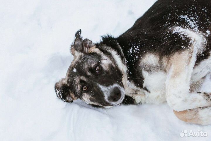 Собаки бесплатно в добрые руки