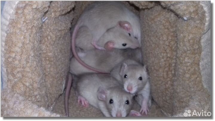 Крысята Дамбо из питомника. Крысы Дамбо. Москва