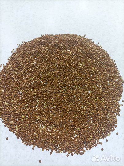 Семена проса, сорт 