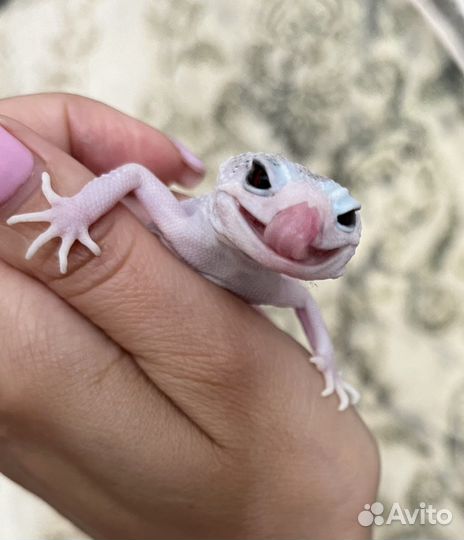 Геккон эублефар