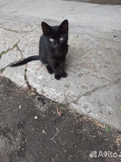 Котята в добрые руки москва