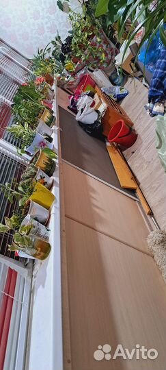 Хлорофитум