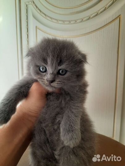 Вислоухие котята в добрые руки