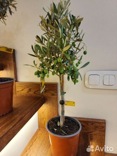 Оливковое дерево с настоящими оливами. Сицилия