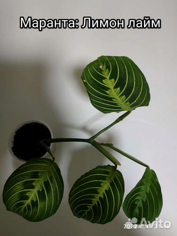 Комнатные растения