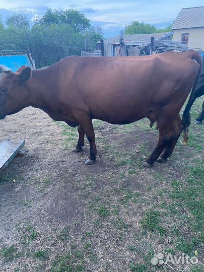 Продажа крс