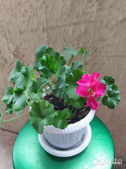 Герань пеларгония