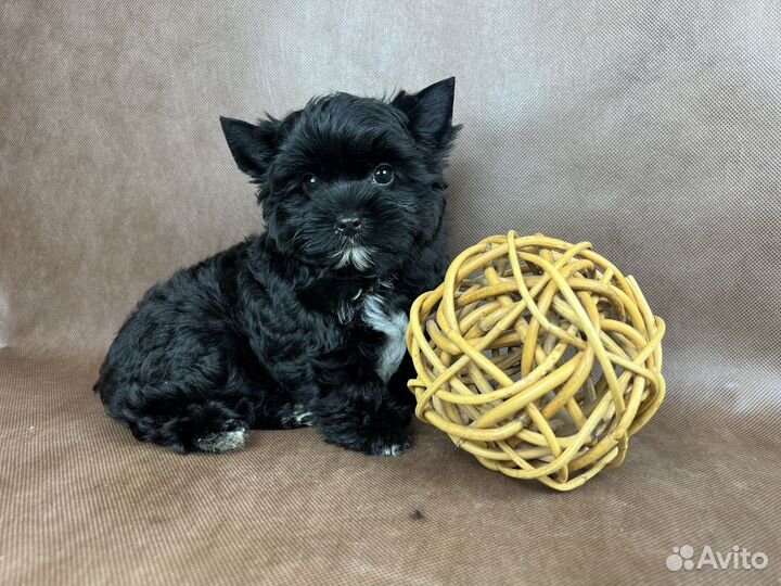 Шоколадные и черные йорки