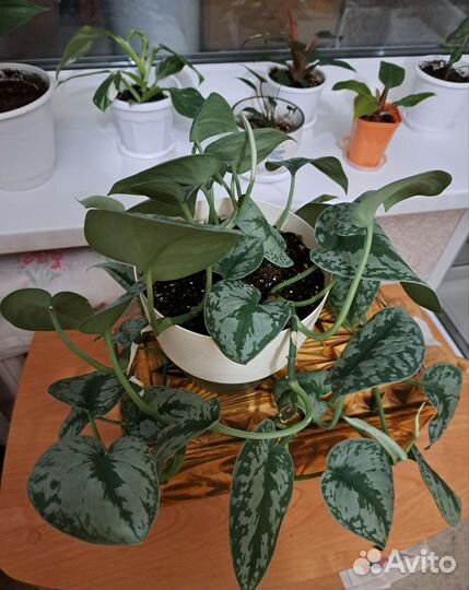 Сциндапсус пиктус треби