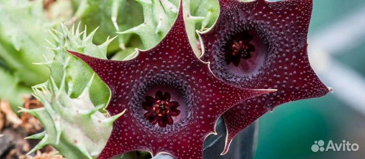 Гуэрния Опунция кактус денежное дерево