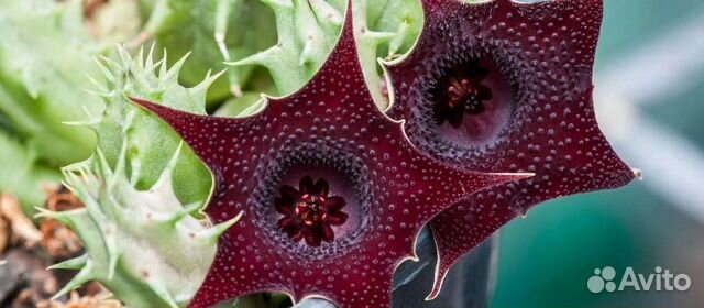 Гуэрния Опунция кактус денежное дерево