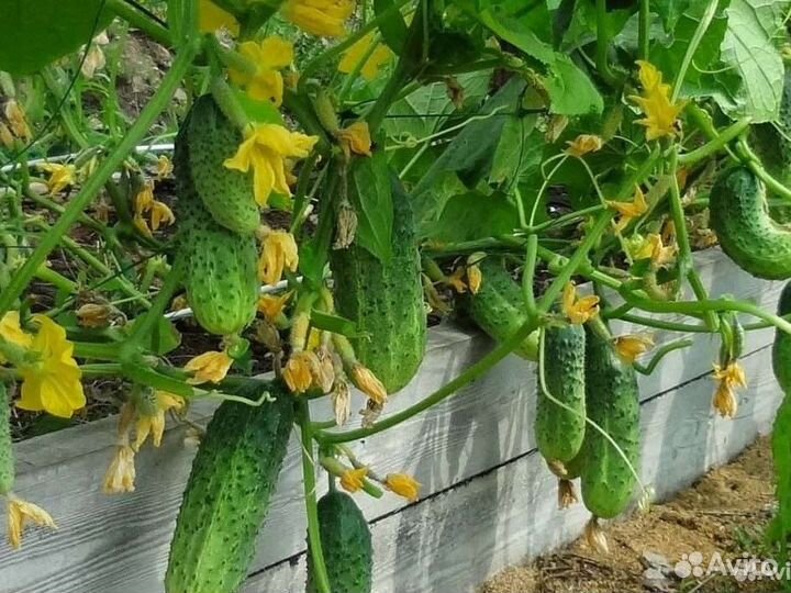 Семена самого удивительного гибрида