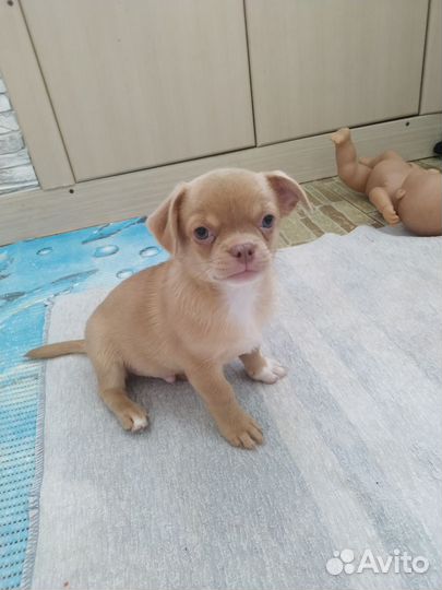 Щенки чихуахуа