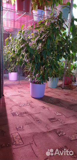 Комнатные цветы