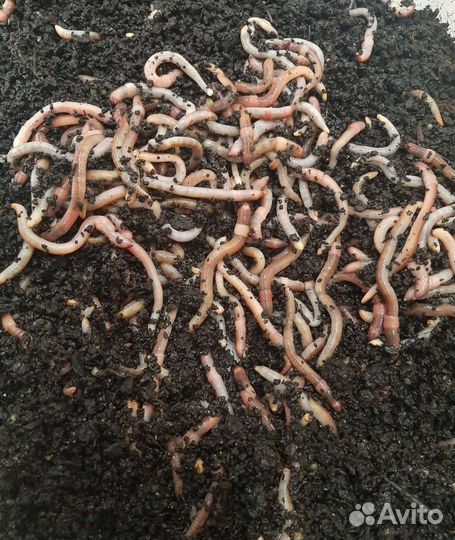 Отважные черви для рыбалки Дендробена Венета