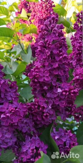 Саженцы сирени