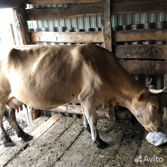 Корова дойная