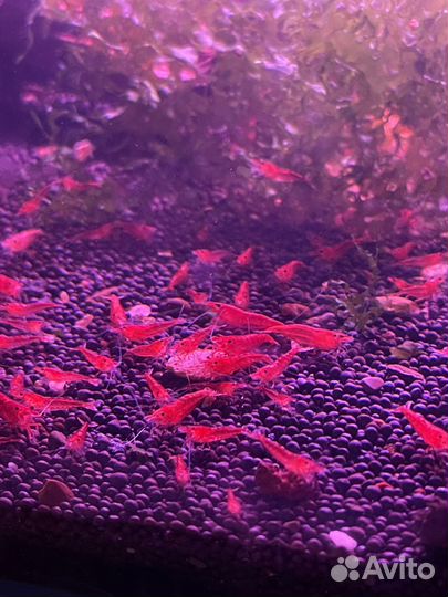 Аквариумные креветки (красная вишня), chery