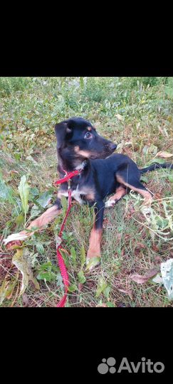 Щенки бесплатно