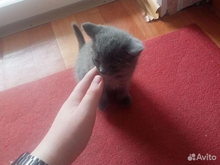 Котята без породы