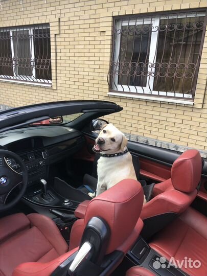 Кобель лабрадора вязка