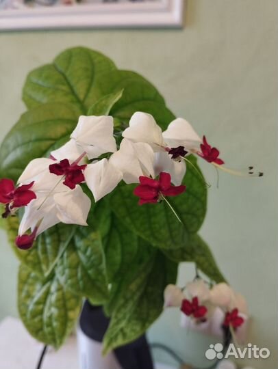 Венерин волос и клеродендрум Томпсон Бронь