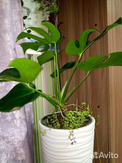 Бегония глуар, эпипремнум, Санса, монстера