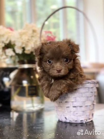 Русская цветная болонка + чихуа (дизайнерская)