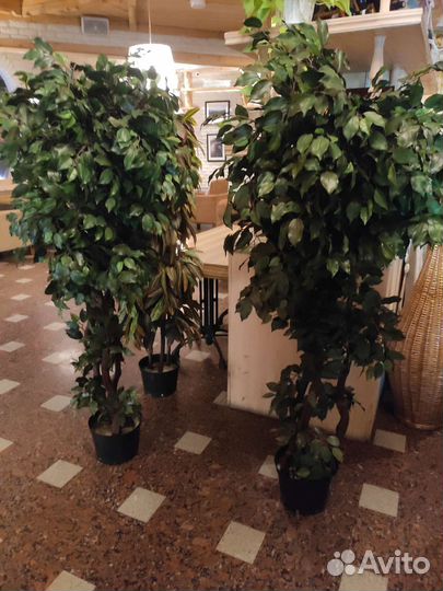 Дерево искусственное Кротон 160 см, Фикусы 170 см