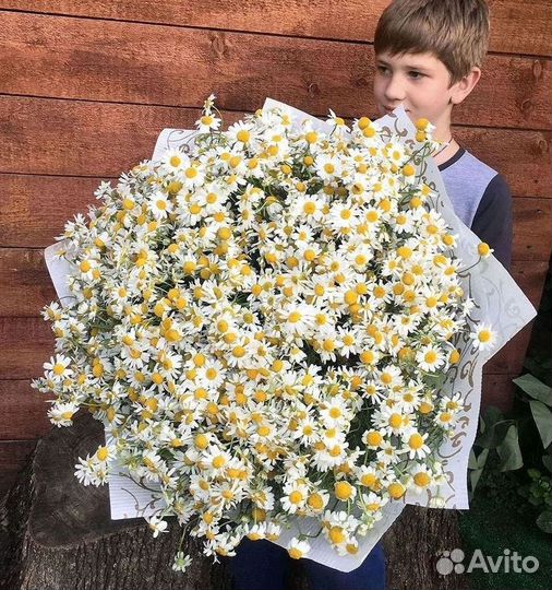 Ромашки Пионы Розы Доставка