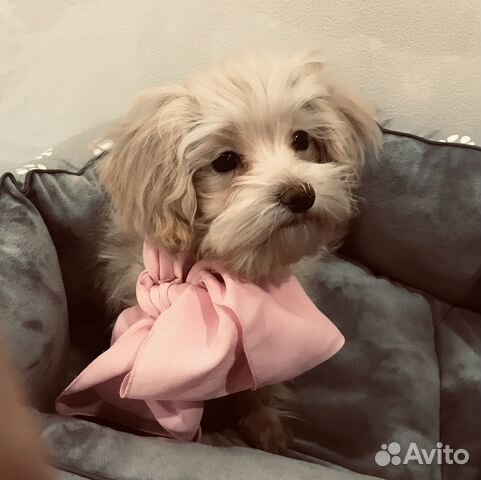 Щенок мальтипу F1 мини. Кремового цвета мальчик