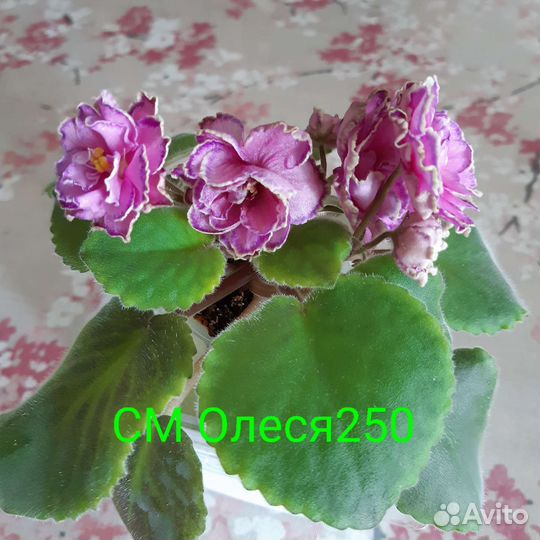 Сортовые фиалки