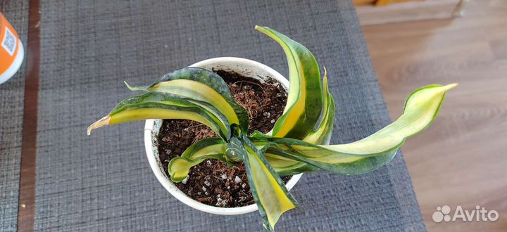 Сансевиерия Винтовая Венди