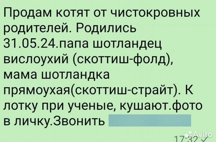 Шотландская